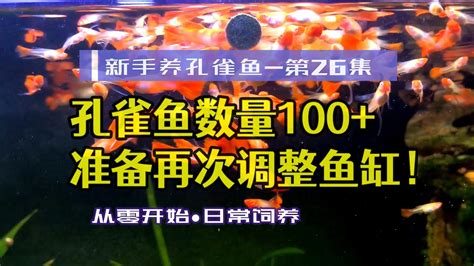 魚缸魚的數量|【魚要養幾隻比較好】家裡養幾條魚財運好？養單數吉利還是雙數？